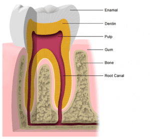 tooth