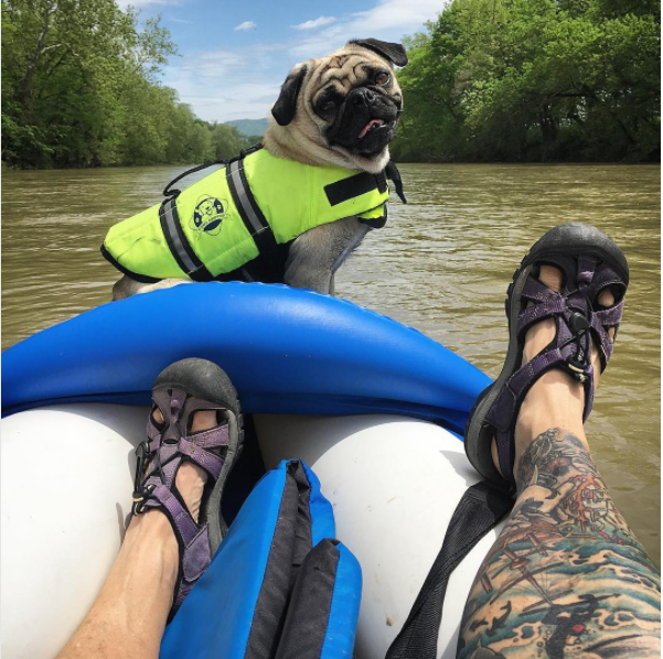 Pug smiling on river