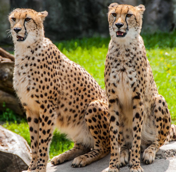 Twinning cheetahs