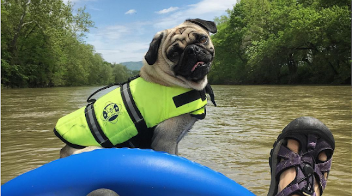 These Smiling Animals will Make Your Week