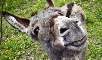 Silly Farm Animal Smiles to Make Your Day
