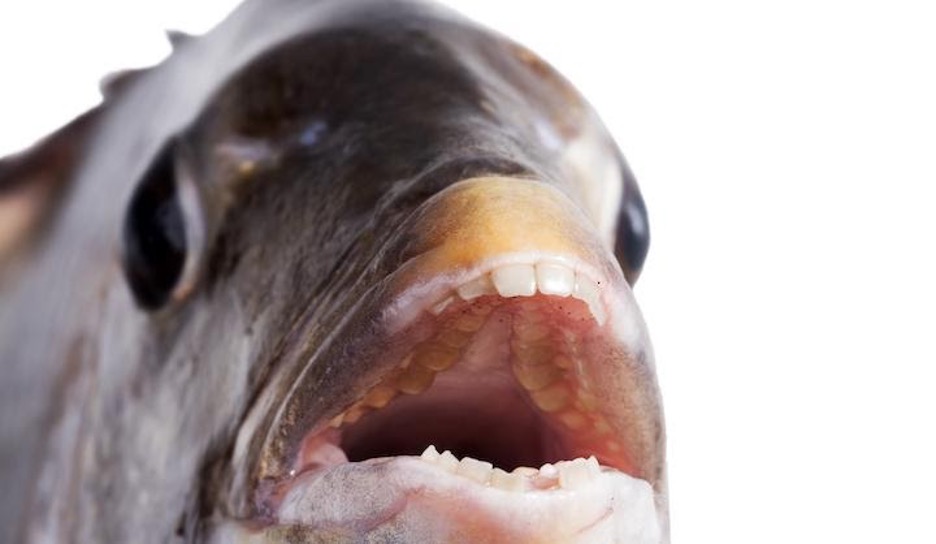 A picture containing fish, close, bite