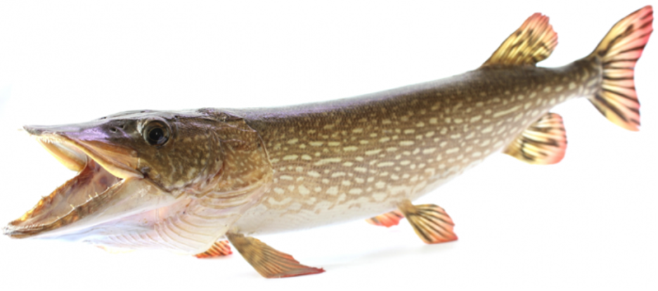 A close-up of a fish